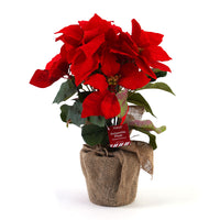 18" Christmas Potted Artificial Poinsettia Plant With Burlap Pot Cover